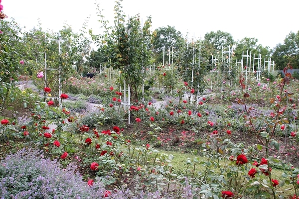 A colorful flower garden