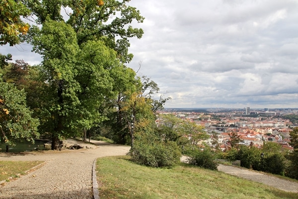 A path with buildings on the side of a tree