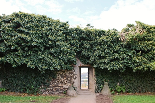 a wall with an opening and ivy growing all over it