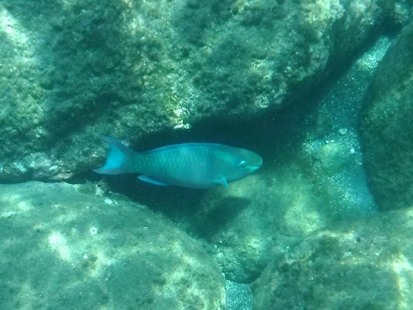 A fish swimming under water