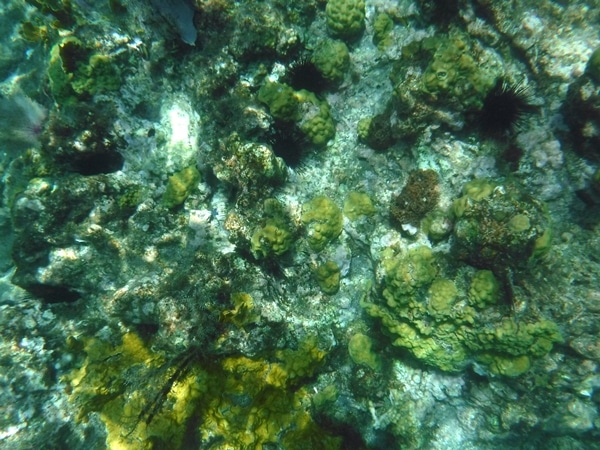 A close up of a coral under water