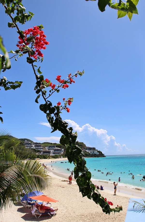 colorful tropical flowers on a Caribbean beach