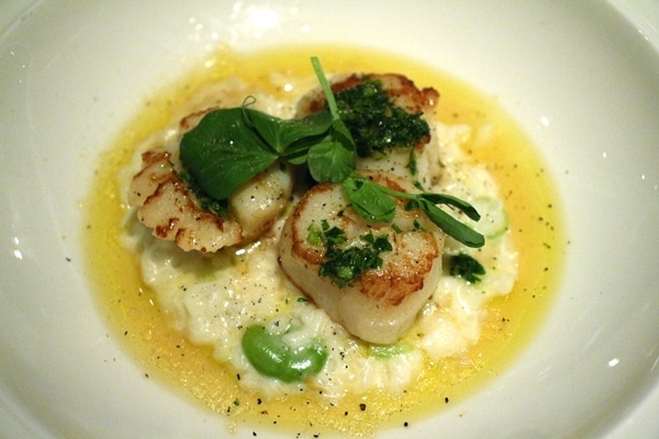 seared scallops over risotto, topped with herbs