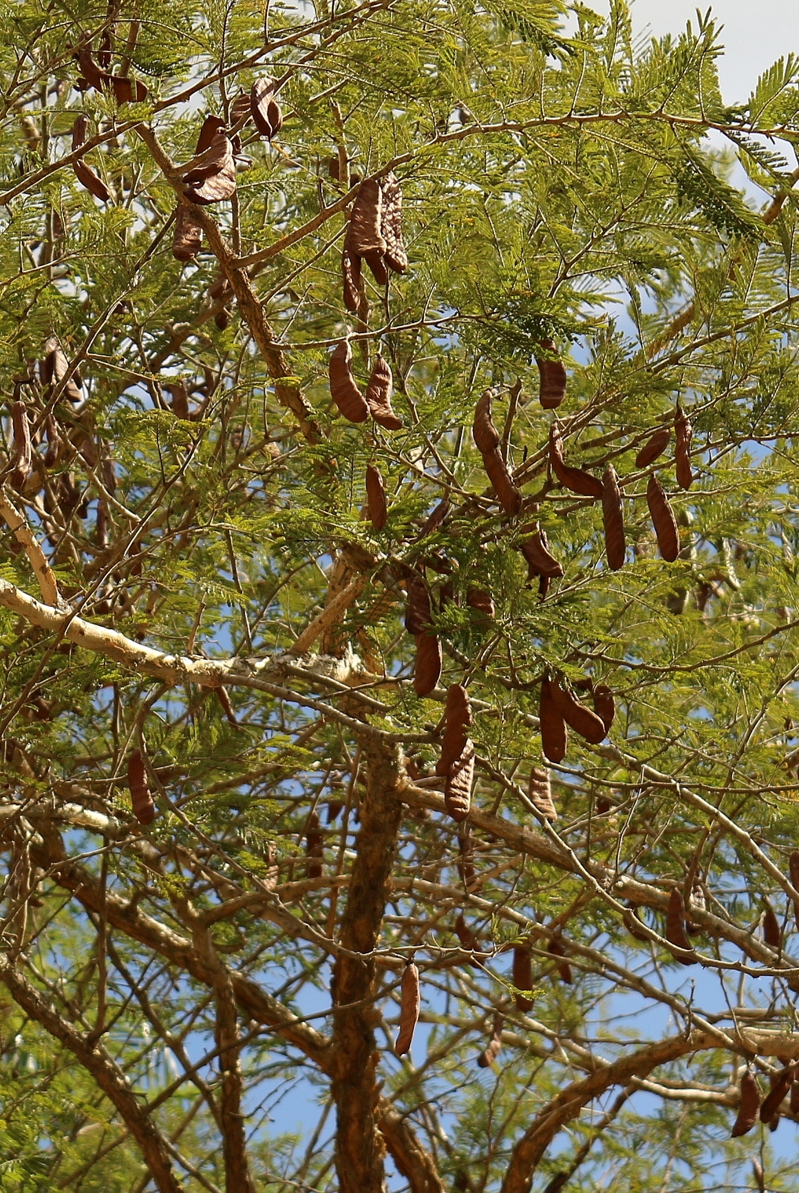 A tamarind tree with tamarind pods hanging from branches