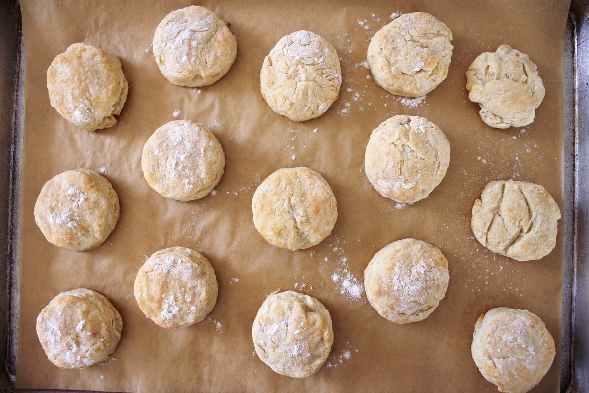 a tray of baked round scones